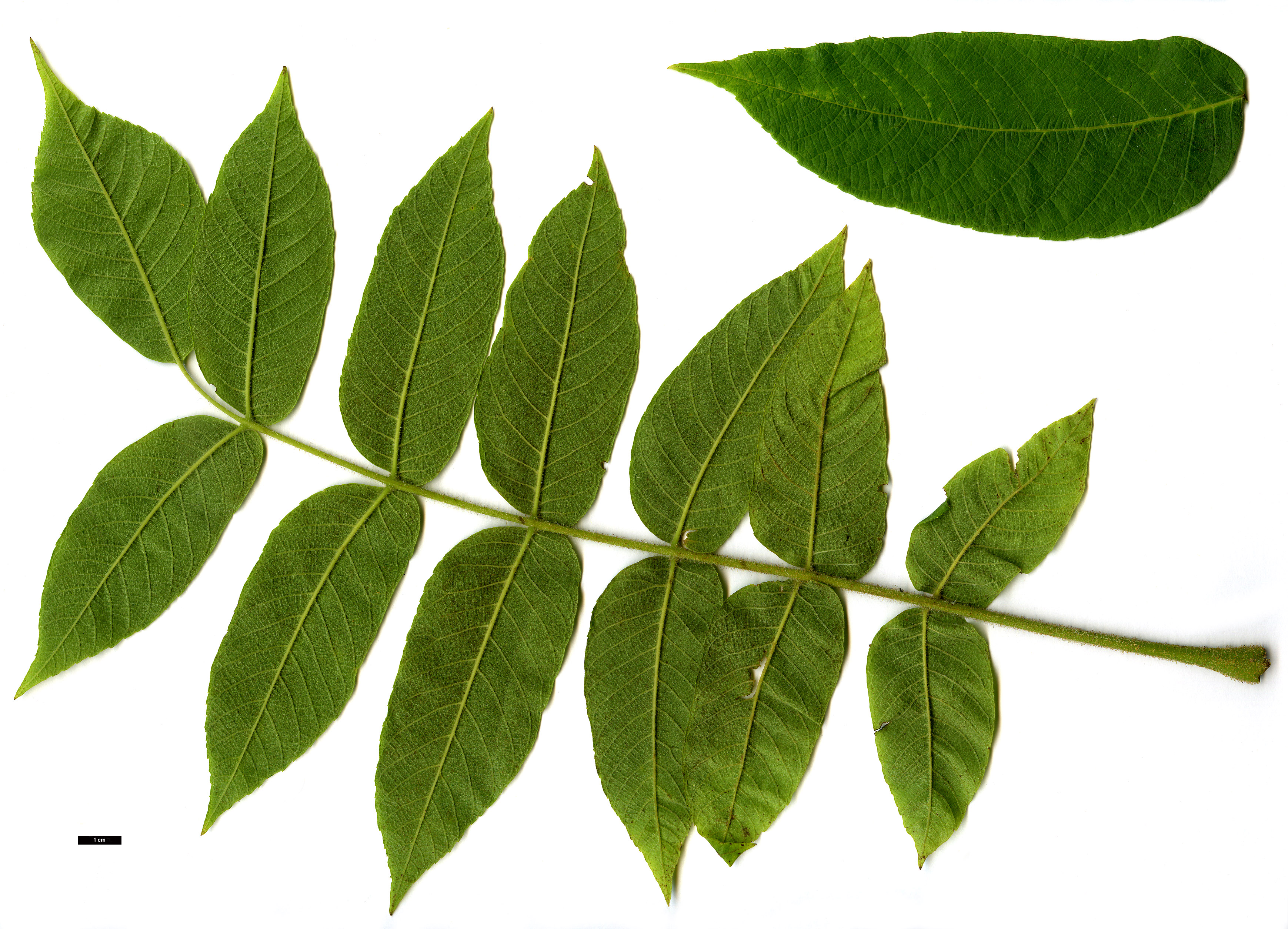High resolution image: Family: Juglandaceae - Genus: Juglans - Taxon: ailanthifolia - SpeciesSub: var. cordiformis